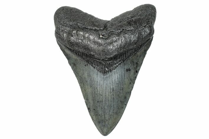 Fossil Megalodon Tooth - South Carolina #272480